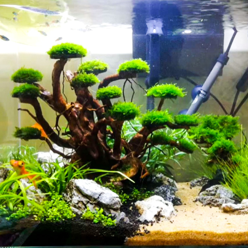 Aquarium Moss - Aquarium Landscaping Moss Tree Skeleton Finished