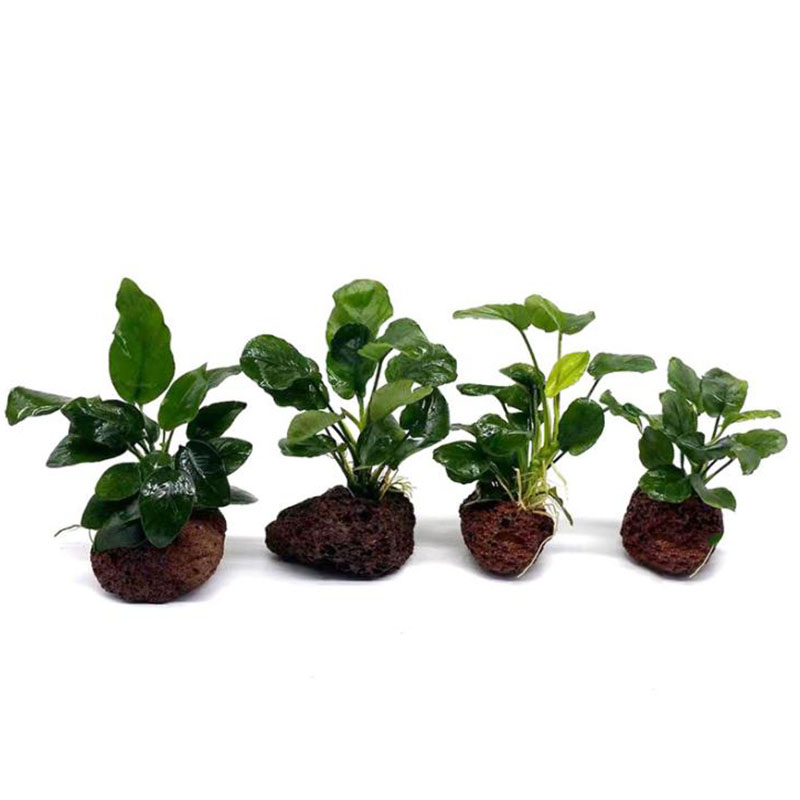 Volcanic Aquarium Decoration F - Live Plant Aquarium 评论和价格