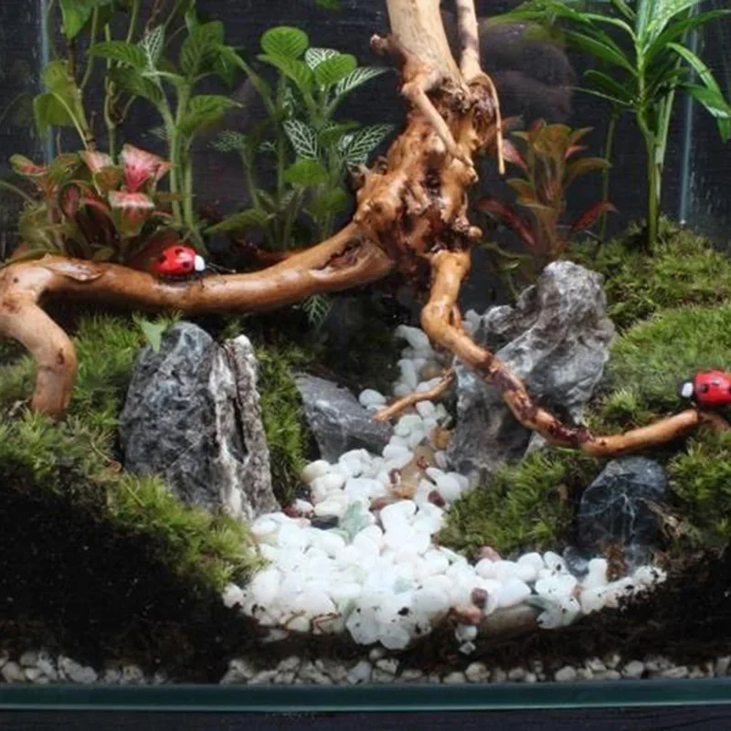 Natural Tree Trunk Driftwood A - Live Plant Aquarium 评论和价格