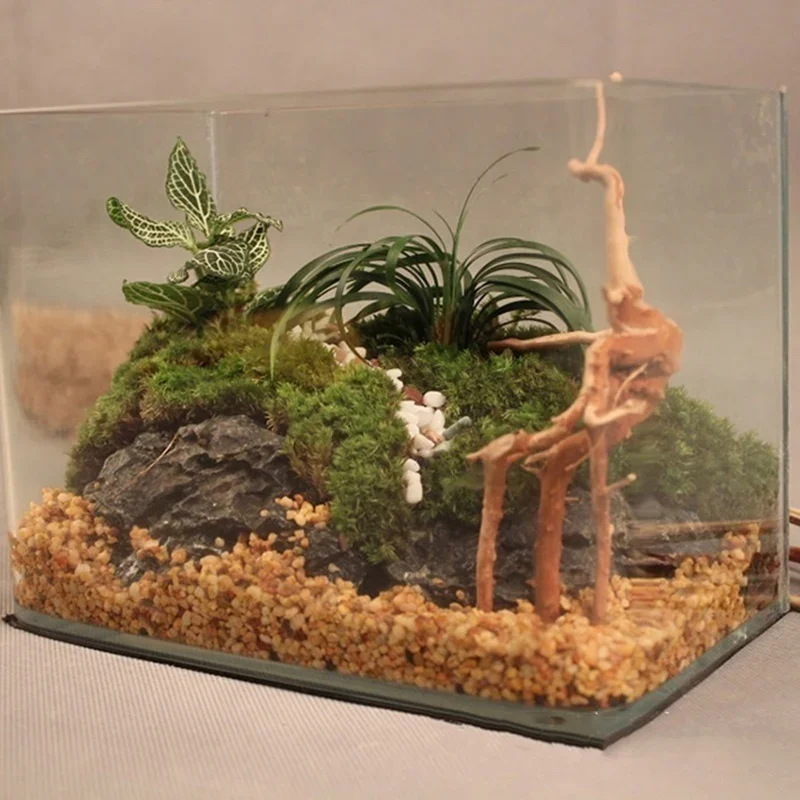 Natural Tree Trunk Driftwood A - Live Plant Aquarium 评论和价格