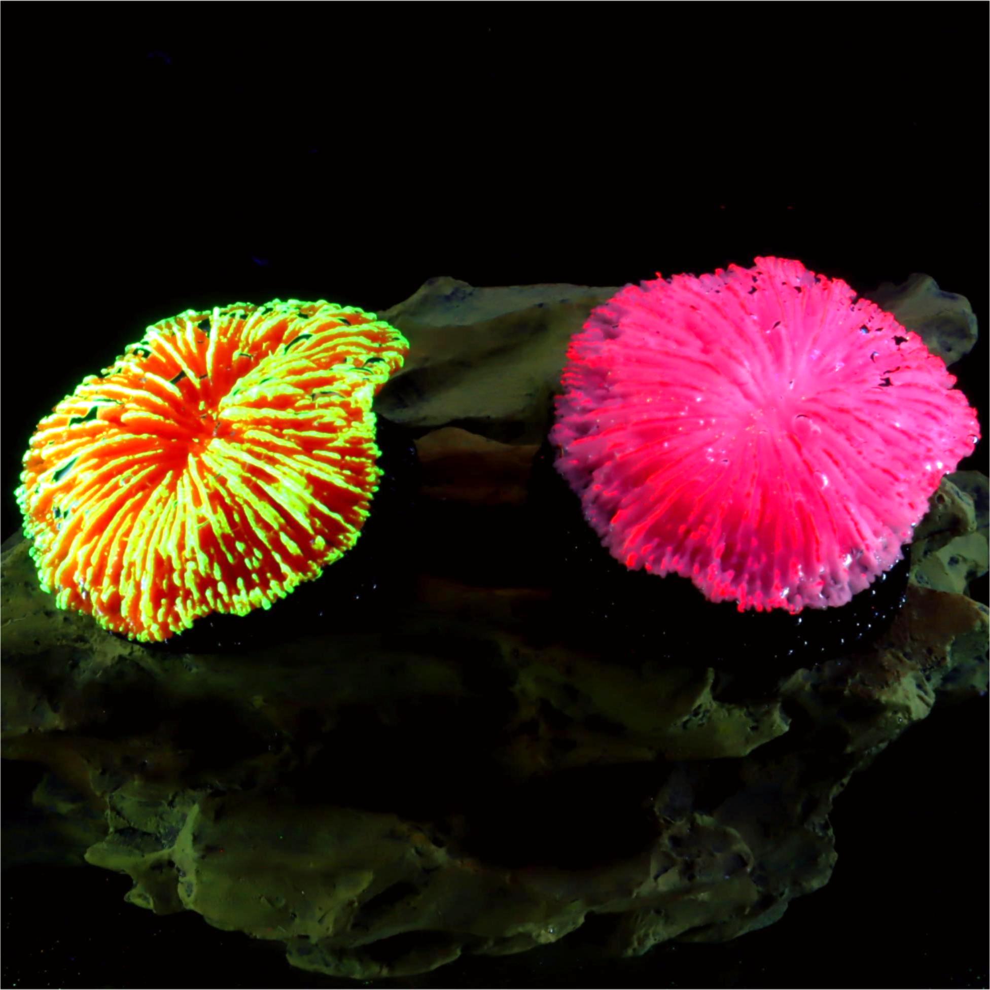 1 Piece Aquarium Decoration Sa - Live Plant Aquarium 评论和价格