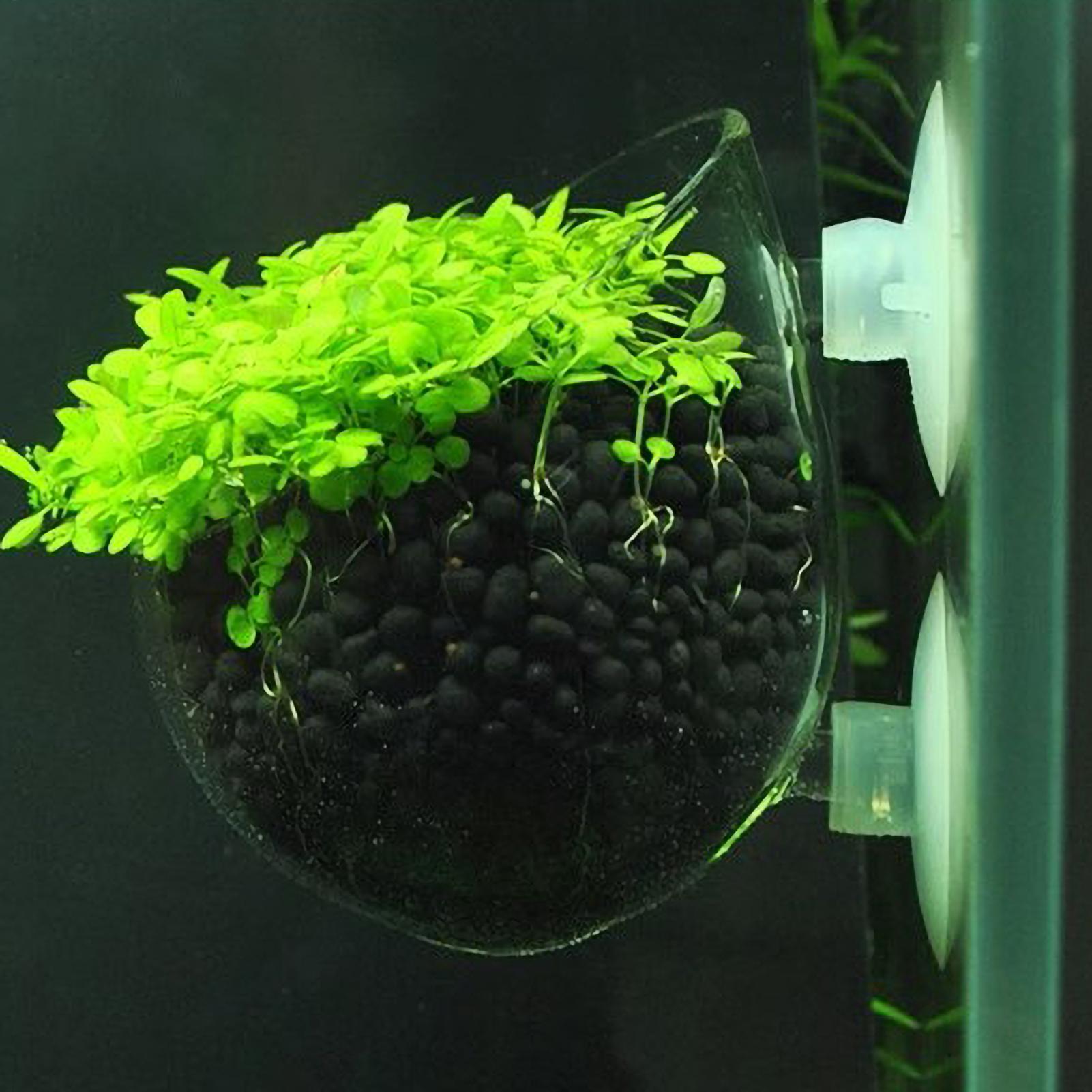 Aquarium Plant Holder Glass Aq - Live Plant Aquarium 评论和价格