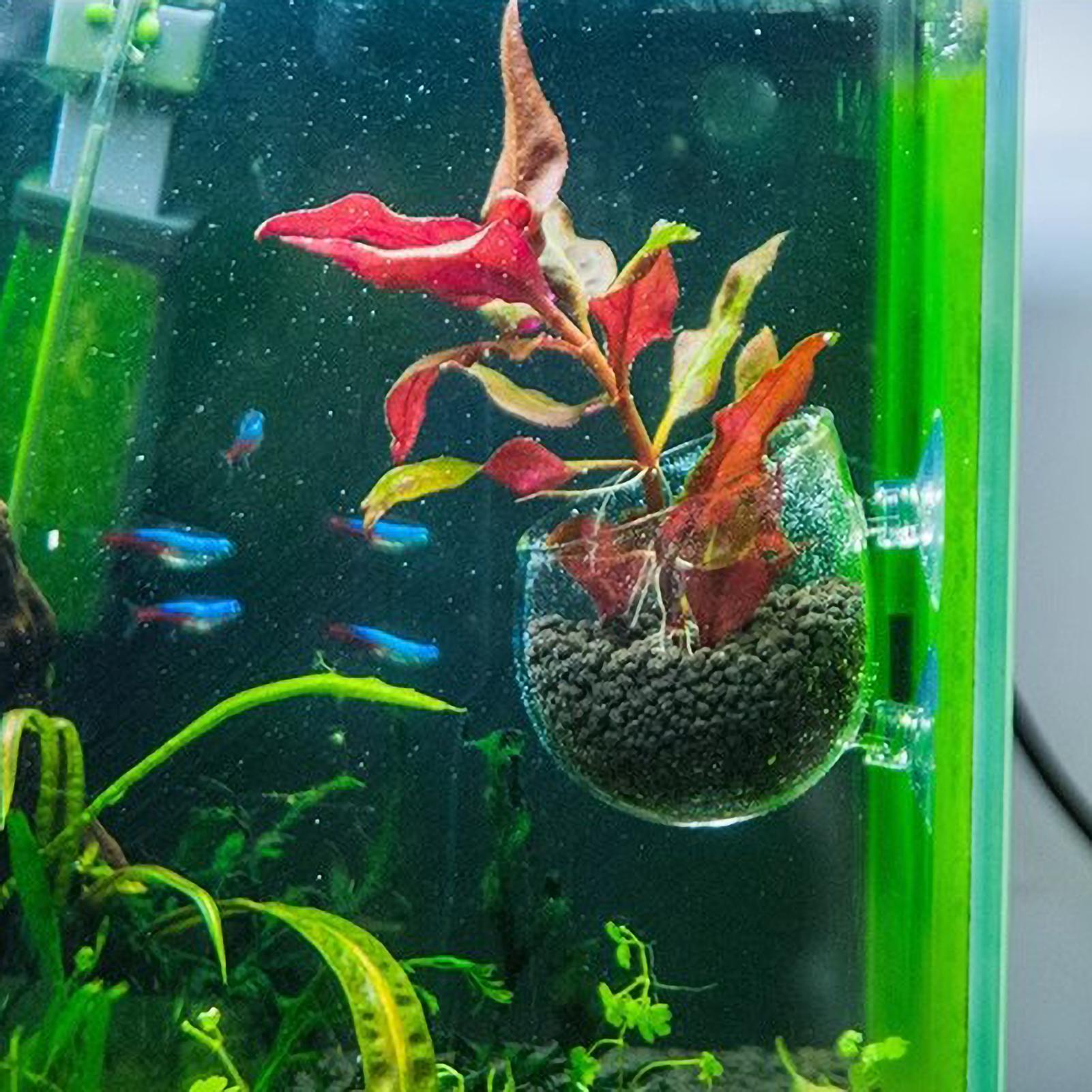 Aquarium Plant Holder Glass Aq - Live Plant Aquarium 评论和价格