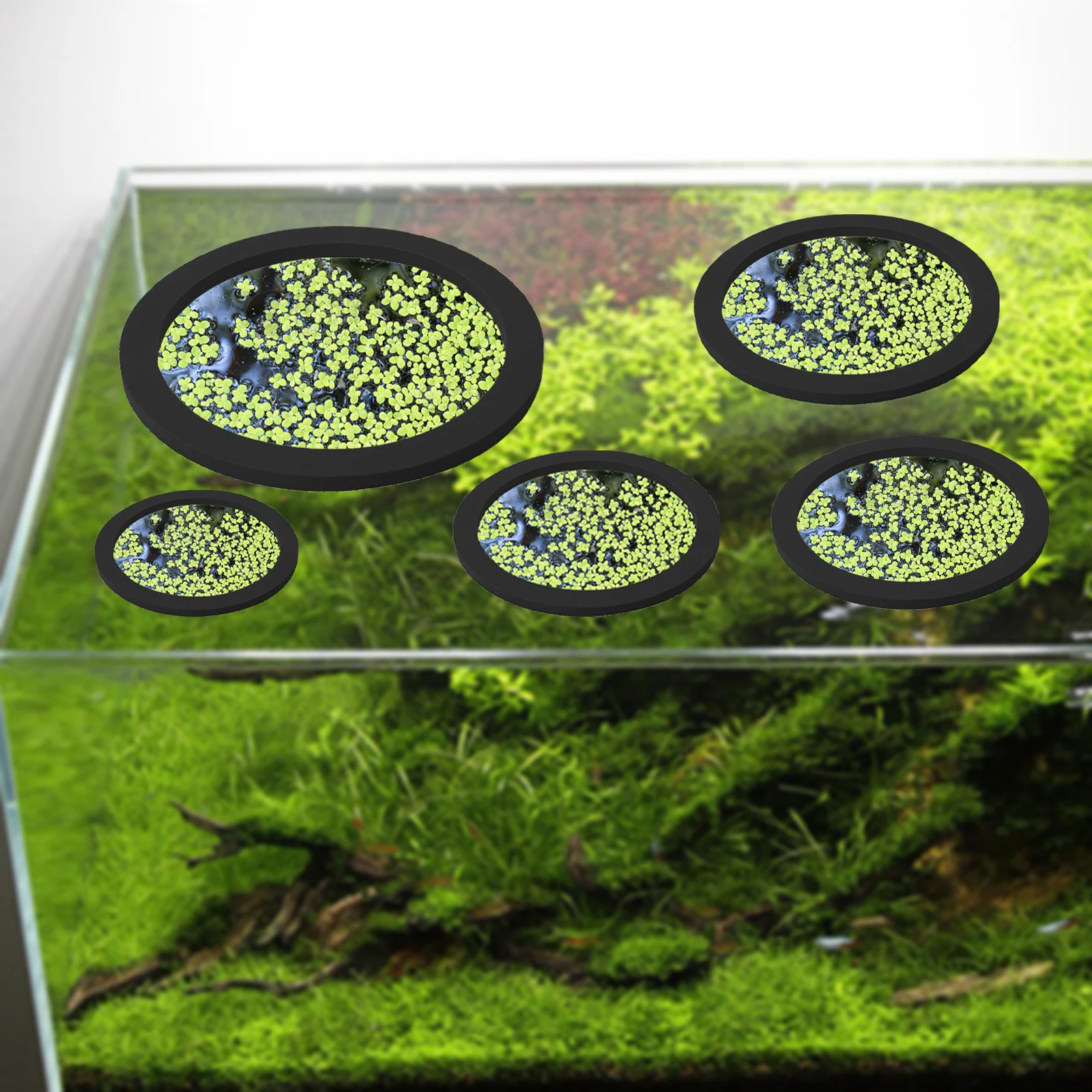 5Pcs EVA Fish Feeding Ring Aqu - Planted Tank 评论和价格