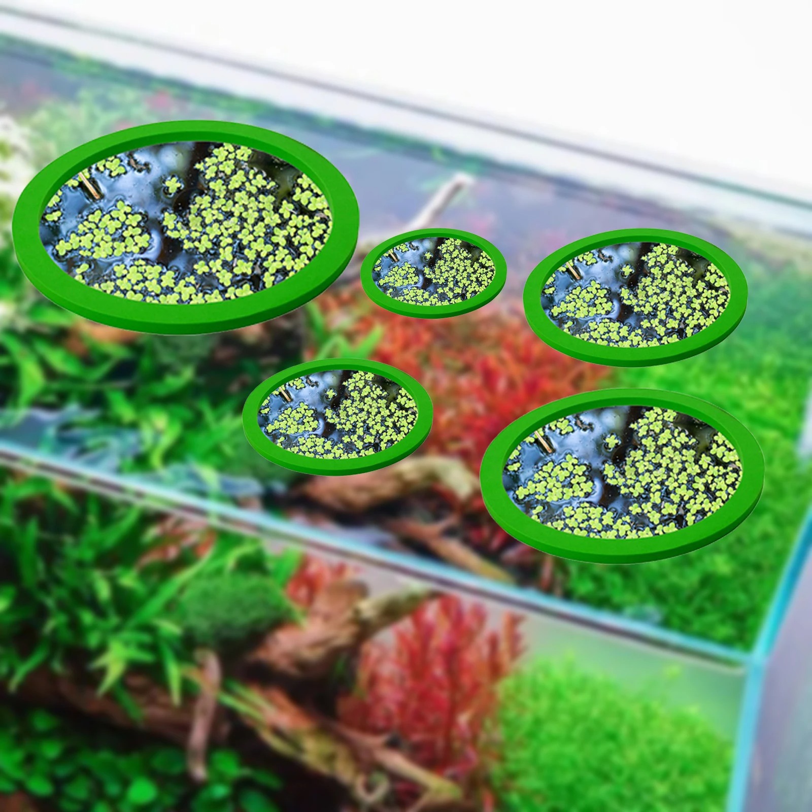 5Pcs EVA Fish Feeding Ring Aqu - Planted Tank 评论和价格