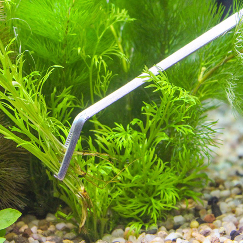 Professional Aquarium Maintena - Live Plant Aquarium 评论和价格
