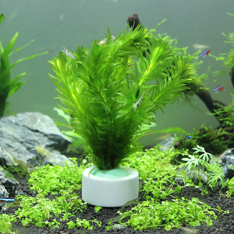 Aquarium Decoration Ceramic Ri - Plant Aquarium Pot 评论和价格