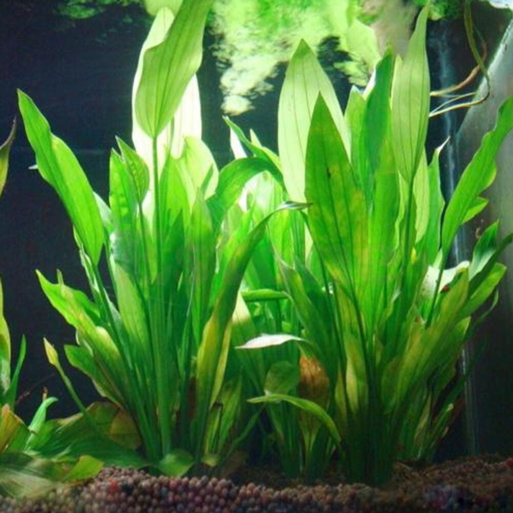 15cm Artificial Aquarium Decor - Live Plant Aquarium 评论和价格