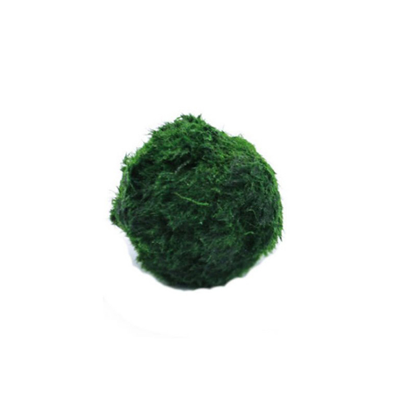 Marimo Moss Balls Live Aquariu - Live Plant Aquarium 评论和价格