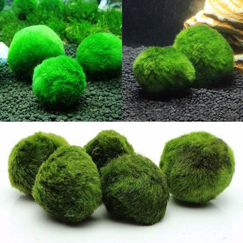 Marimo Moss Balls Live Aquariu - Live Plant Aquarium 评论和价格