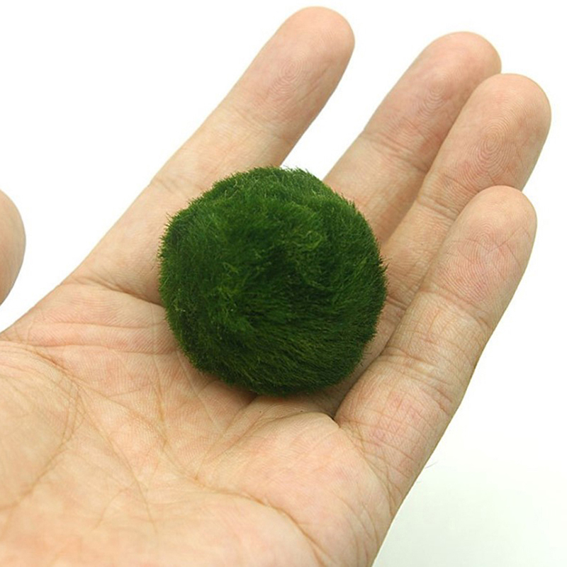 Marimo Moss Balls Live Aquariu - Live Plant Aquarium 评论和价格