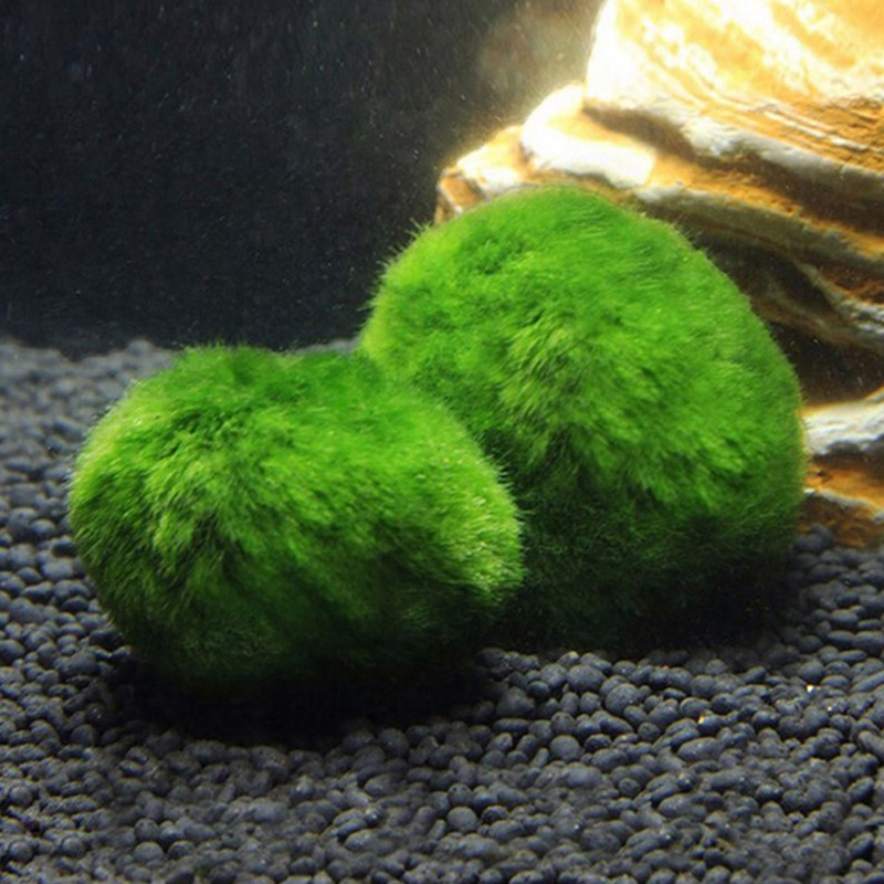 Marimo Moss Balls Live Aquariu - Live Plant Aquarium 评论和价格