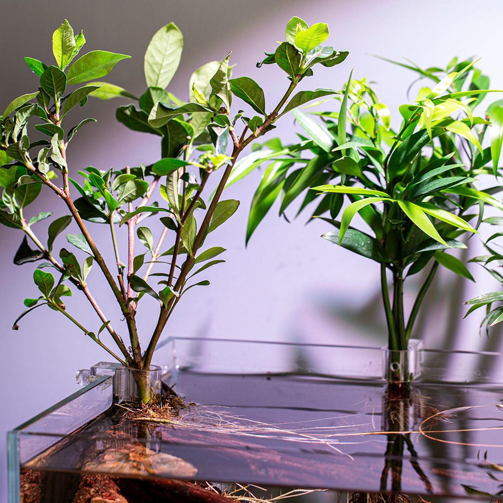 6pcs Aquarium Plant Holders Cl - Aquarium Plants Live 评论和价格