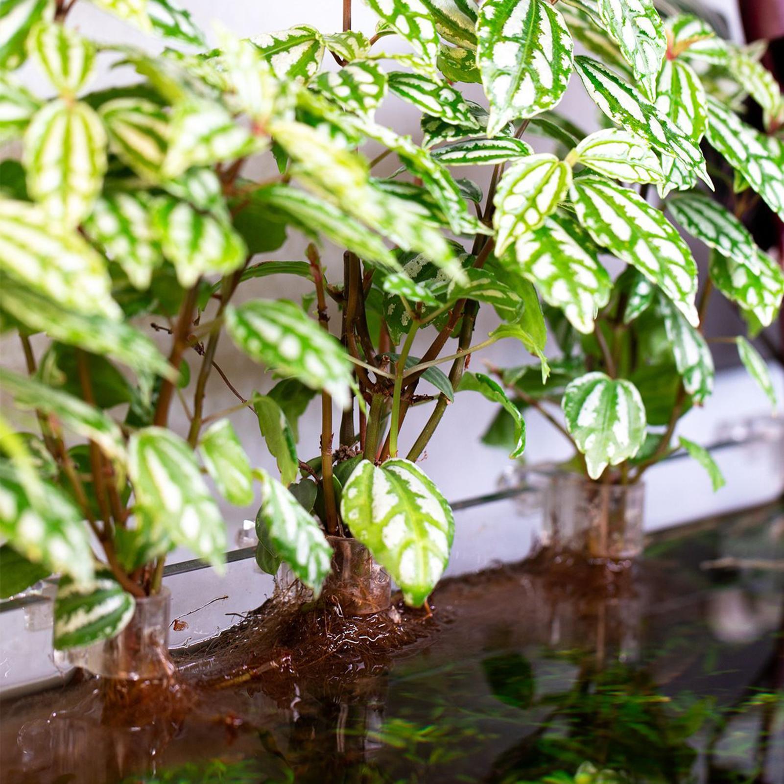 6pcs Aquarium Plant Holders Cl - Aquarium Plants Live 评论和价格