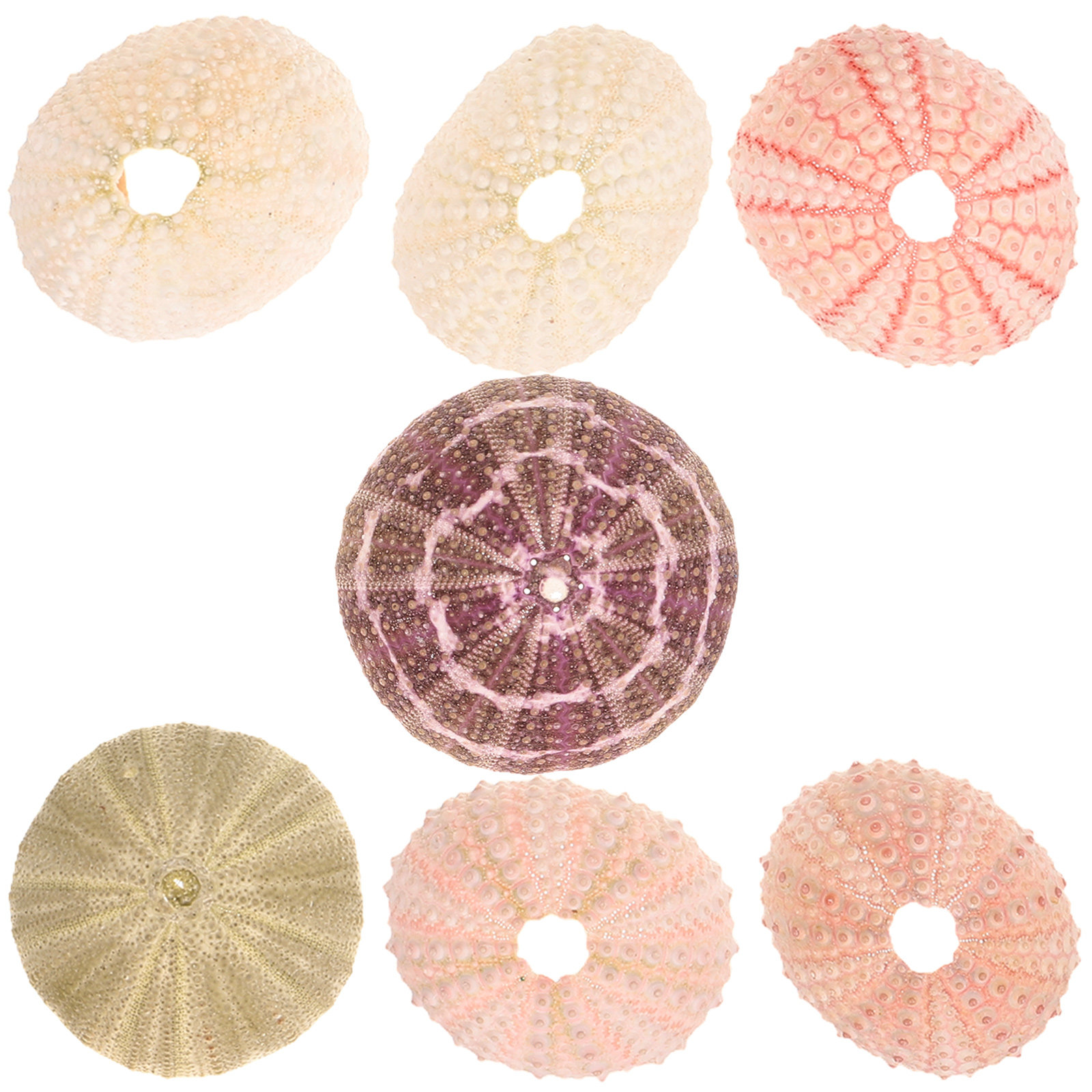 7Pcs Sea Urchin Shells Decorat - Aquarium Plant Holder 评论和价格