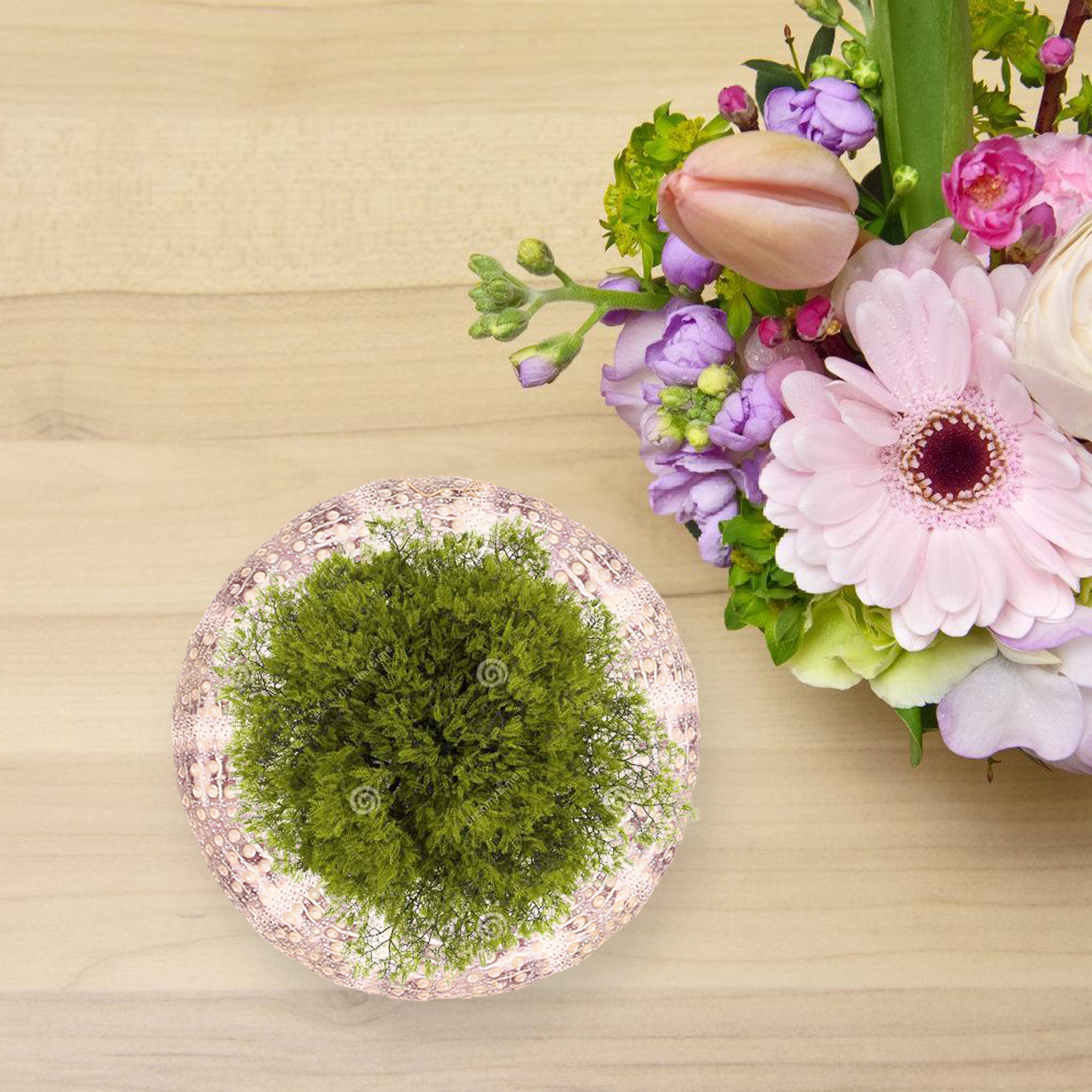 7Pcs Sea Urchin Shells Decorat - Aquarium Plant Holder 评论和价格