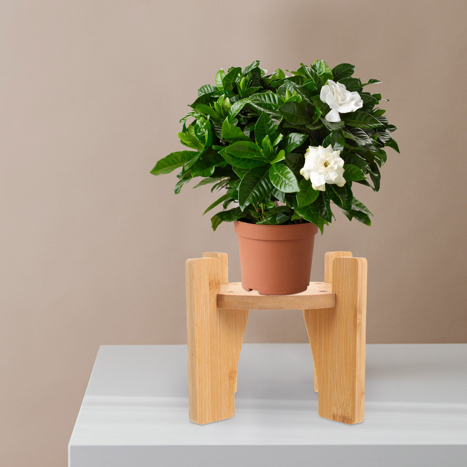 Wooden Drink Dispenser Stand R - Planted Tank 评论和价格